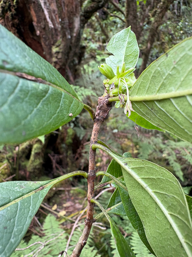 Coprosma kauensis observed 2026-03-18