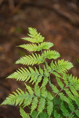 Pteris epaleata