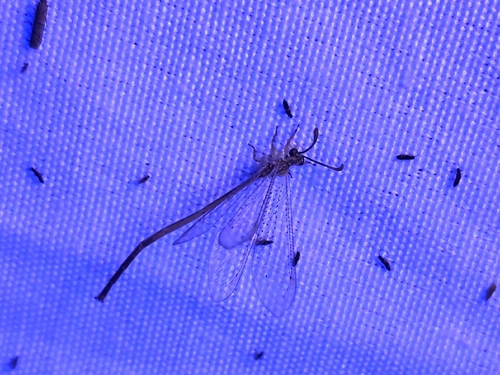 Clathroneuria coquilletti