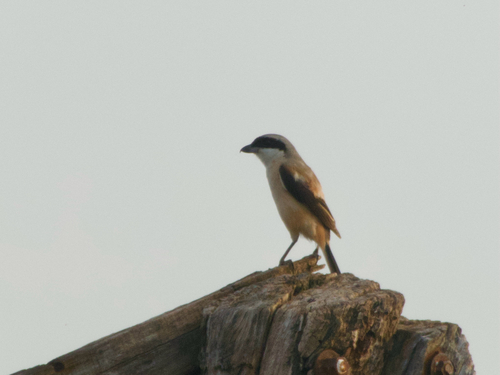 Long-tailed Shrike