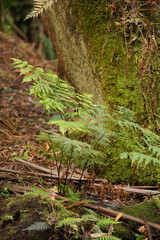 Pteris epaleata