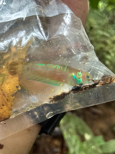Eyespot Betta