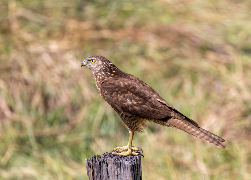 Brown Goshawk