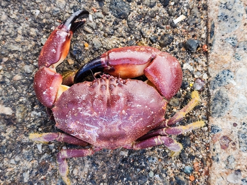 Maroon Stone Crab