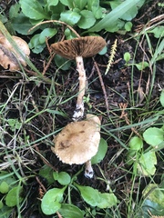 Pholiota subflammans