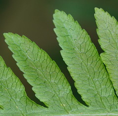 Pteris epaleata