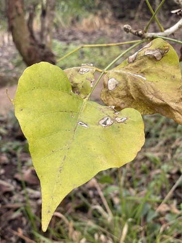 Erythrina vespertilio, photograph 4