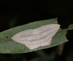 Acropteris ciniferaria