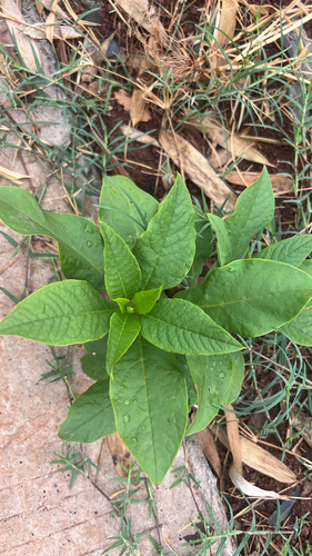 American pokeweed