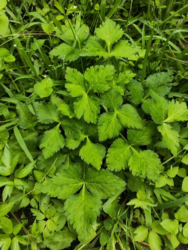 Cryptotaenia japonica observed 2026-08-18