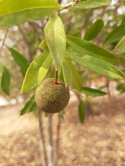 Bonellia macrocarpa macrocarpa