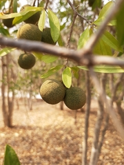 Bonellia macrocarpa macrocarpa