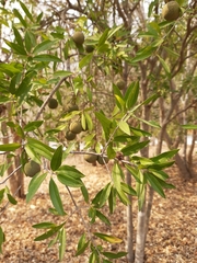 Bonellia macrocarpa macrocarpa