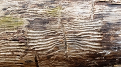Scolytus