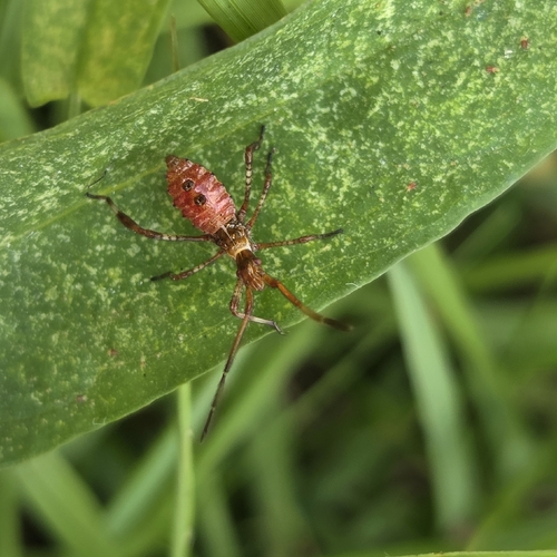 Western Conifer Seed Bug
