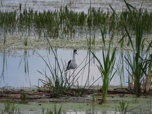 Black-necked Stilt