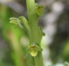 Platanthera cooperi