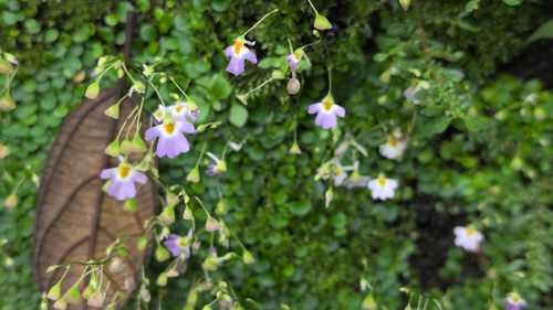 Utricularia striatula, photograph 5