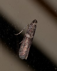 Cryptoblabes plagioleuca