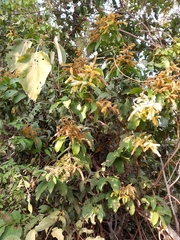 Combretum decandrum