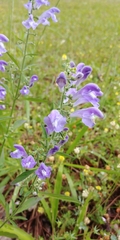 Scutellaria integrifolia
