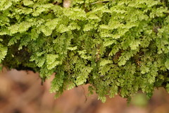 Hymenophyllum cupressiforme