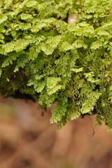 Hymenophyllum cupressiforme
