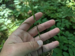 Carex woodii