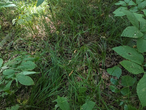 pretty sedge
