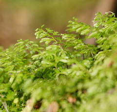 Hymenophyllum cupressiforme