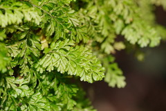 Hymenophyllum cupressiforme