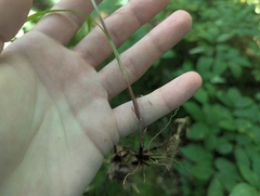 Carex woodii, photograph (c) Ryan Sorrells, some rights reserved (CC BY)