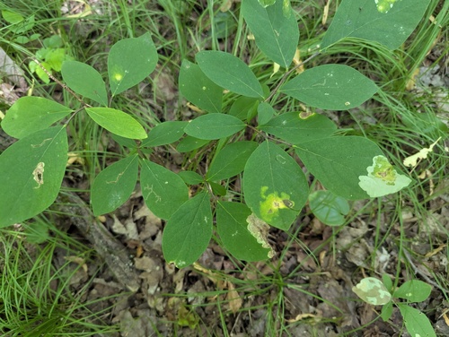 eastern leatherwood