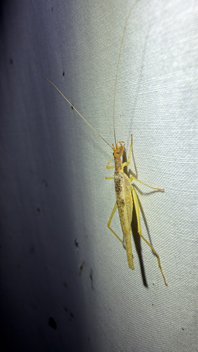 Two-spotted Tree Cricket