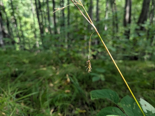 longbeak sedge