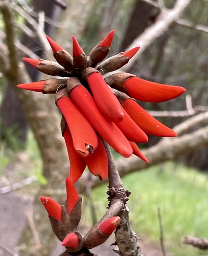Erythrina vespertilio, photograph 5