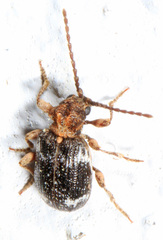 Ptinus bimaculatus