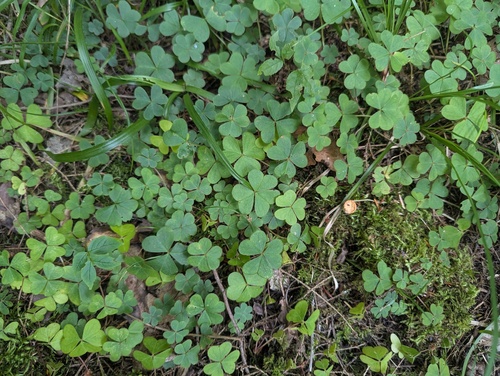 mountain woodsorrel
