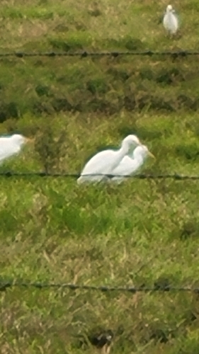 Eastern Cattle-Egret