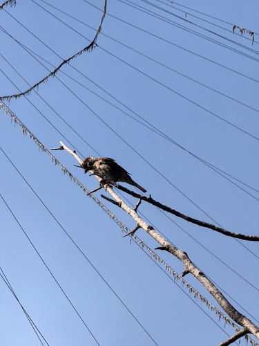 Eurasian Tree Sparrow