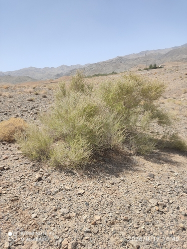 Pteropyrum aucheri