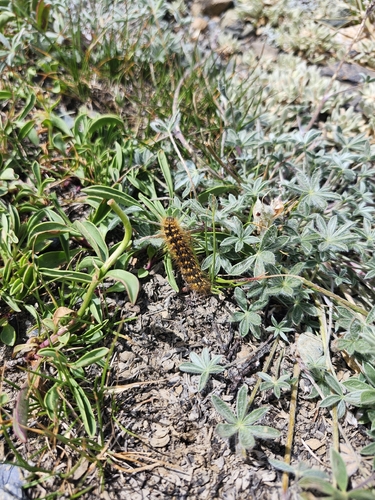 iNaturalist observation photo of Western Tent Caterpillar Moth