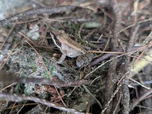 Wood Frog