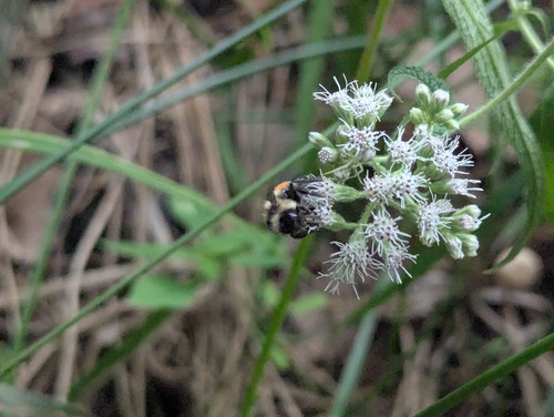 Tricolored Bumble Bee
