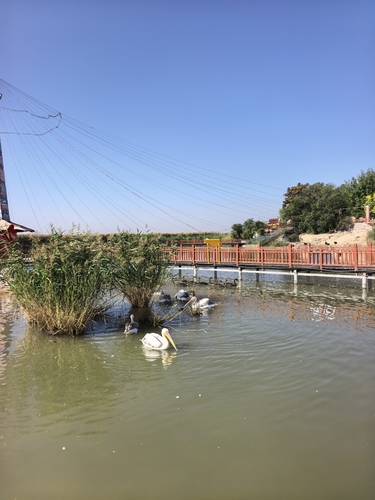 Great White Pelican