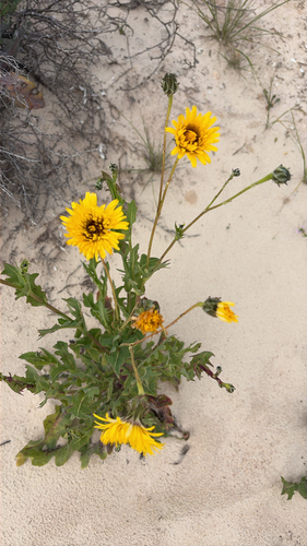False Sow-thistle