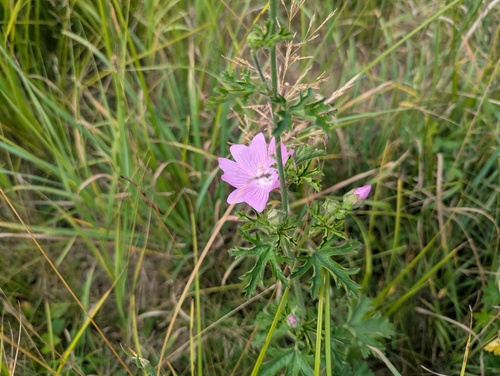 musk mallow