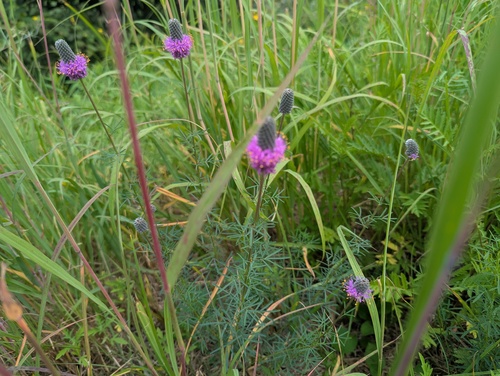 purple prairie-clover