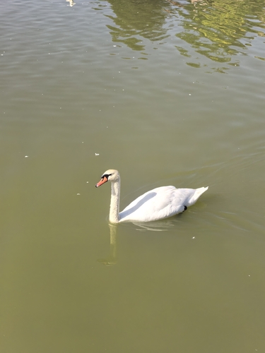 Mute Swan