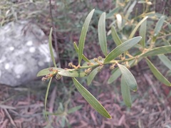Daviesia corymbosa